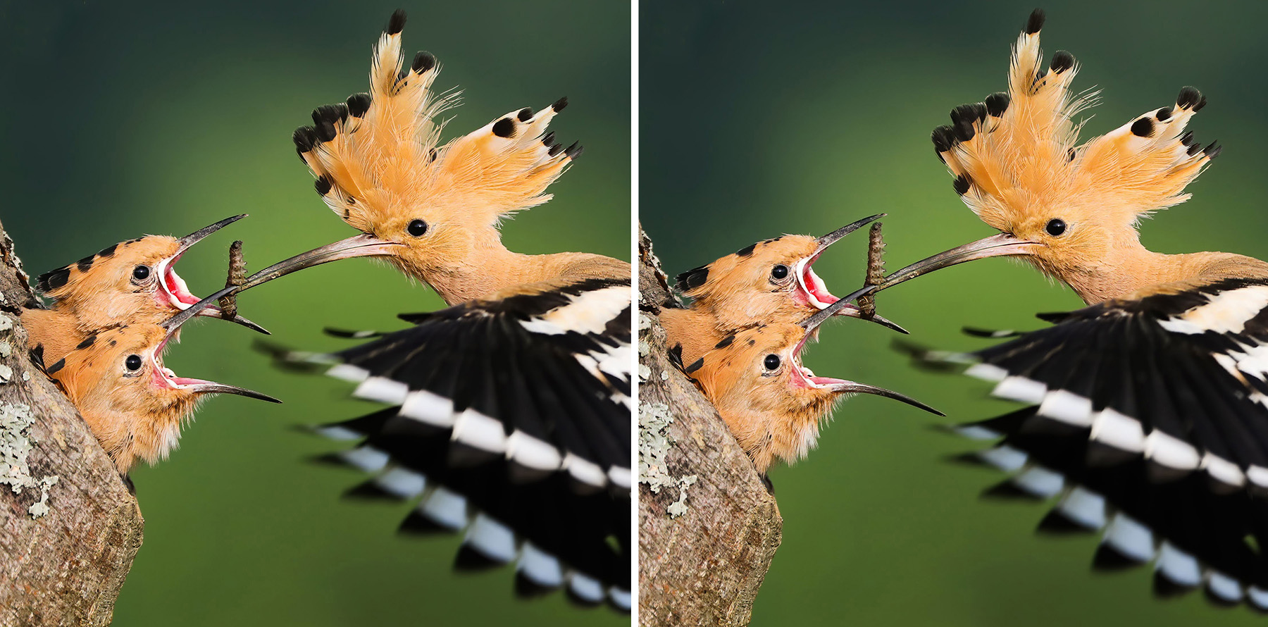 rätselspaß birdingtours - Finde 5 Fehler im zweiten Bild