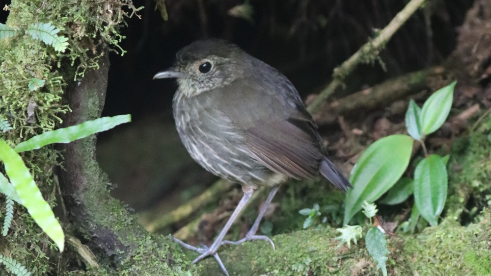 Cundinamarca Antpitta in Kolumbien