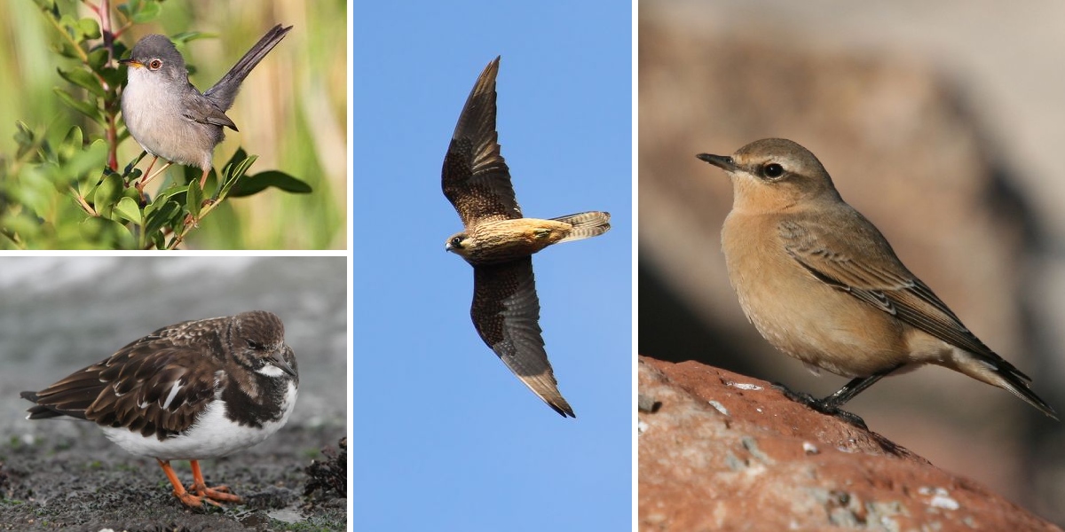 Mit Matthias von den Steinen nach Mallorca zum Vogelbeobachten