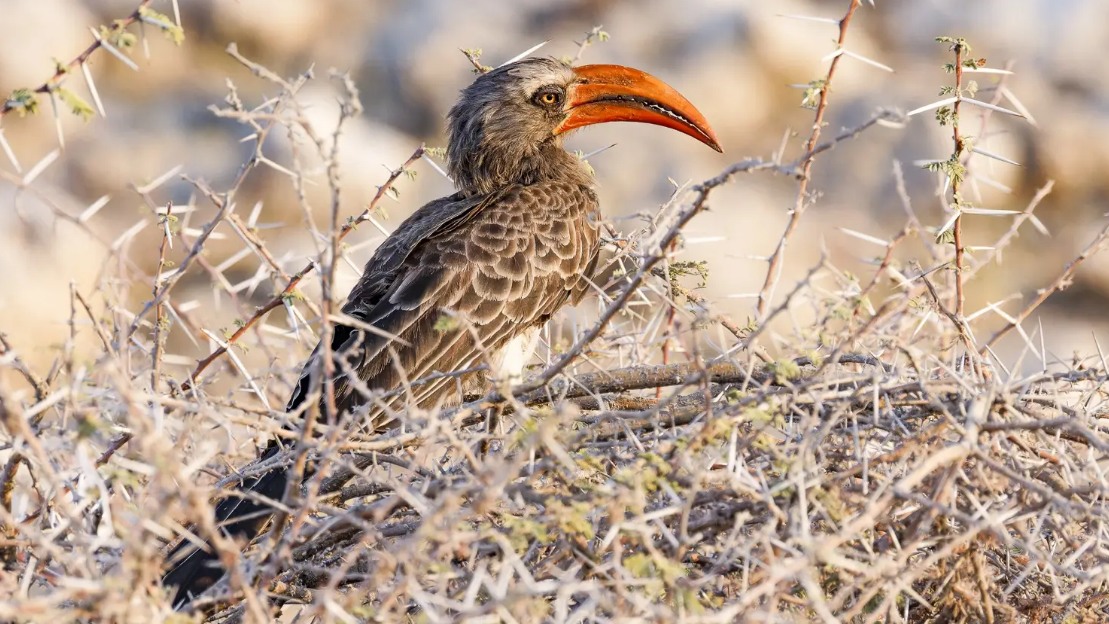 Felsentoko in Namibia