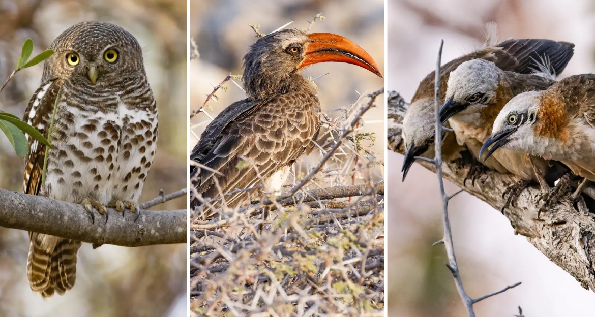 Albert Voigts Reiseleiter bei birdingtours - Reiseleiter in Namibia