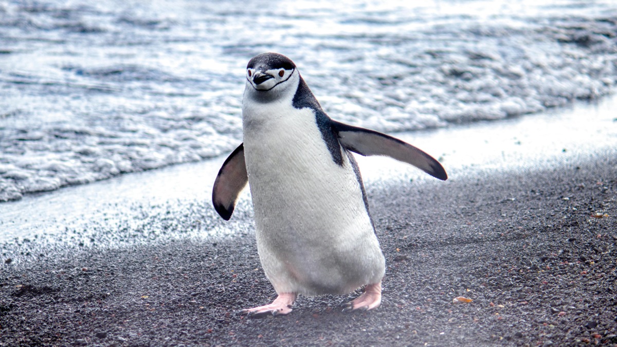 Pinguin Antarktis