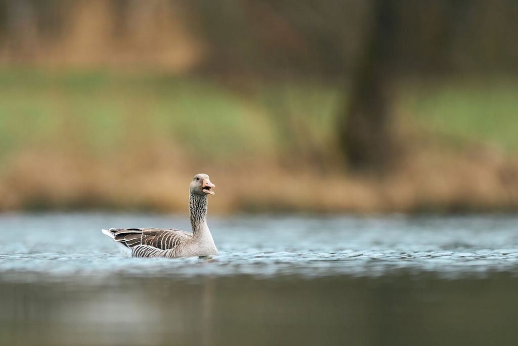 Graugans in einem See