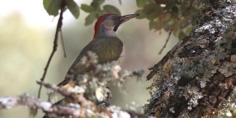 Iberischer Grünspecht | Foto von Matthias v.d. Steinen