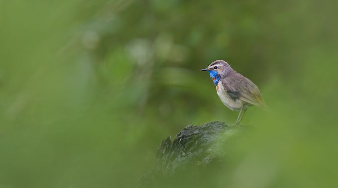 Blaukehlchen in Norwegen