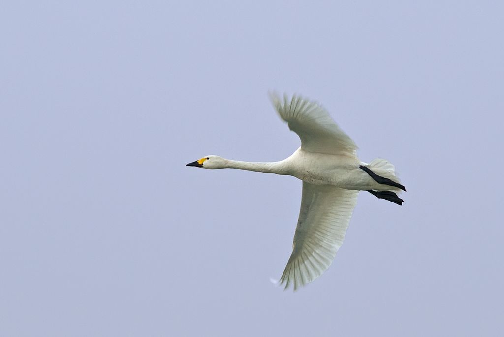 Zwergschwan Deutschland Clement Heber