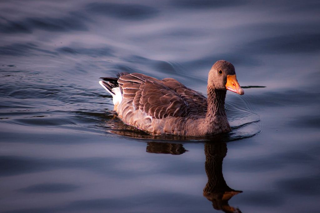 Graugans im Wasser