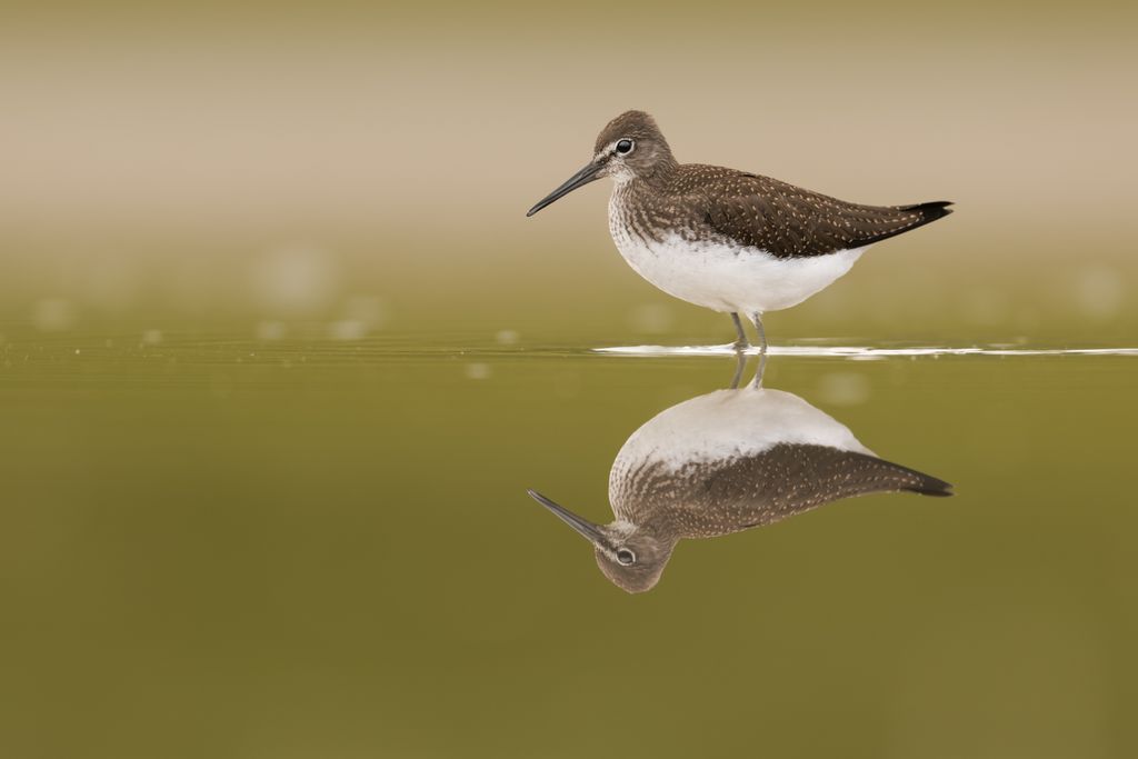 Waldwasserläufer (Nicolas Stettler)