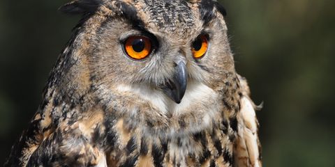 Ein Uhu sitzt im Baum - geöffnete Augen