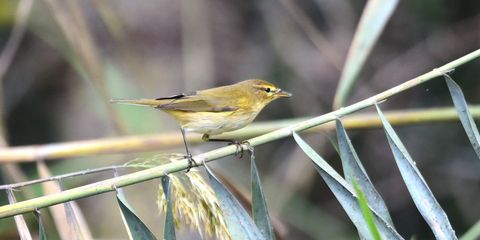 Iberienzilpzalp Foto: Volker Sthamer - birdingtours