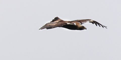 Iberienadler im Flug